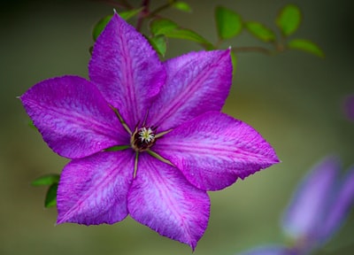 紫色有花瓣的花朵的特写照片
